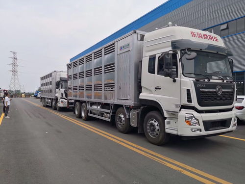 拉薩生豬運輸車規格解析 載運量與專業選購指南